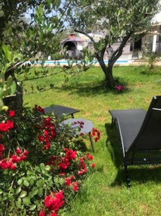 Petar's Dream 3 *